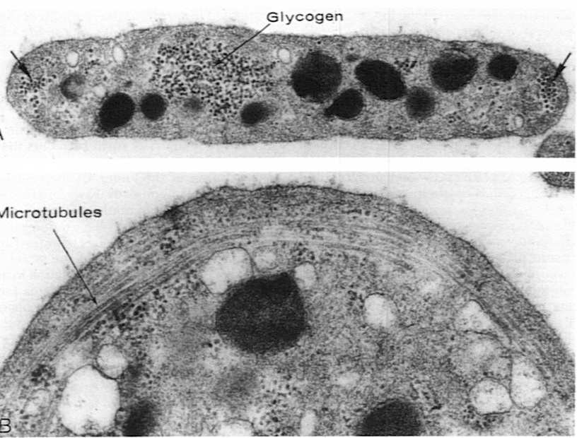 ziarna azurochłonne lizosomy zdolność do fagocytozy Płytki krwi