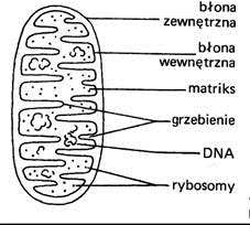 ODDYCHANIE (UTLENIANIE BIOLOGICZNE) Przykładem reakcji katabolicznej jest oddychanie komórkowe stanowiące proces utleniania biologicznego, w którym związki organiczne, głównie węglowodany, utleniane