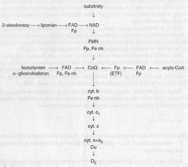 ŁAŃCUCH ODDECHOWY Łańcuch oddechowy jest ostatnim etapem oddychania komórkowego, który zachodzi w wewnętrznej błonie mitochondrialnej.