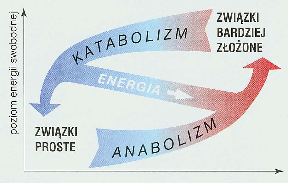 W PROCESACH ANABOLITYCZNTCH I KATABOLITYCZNYCH