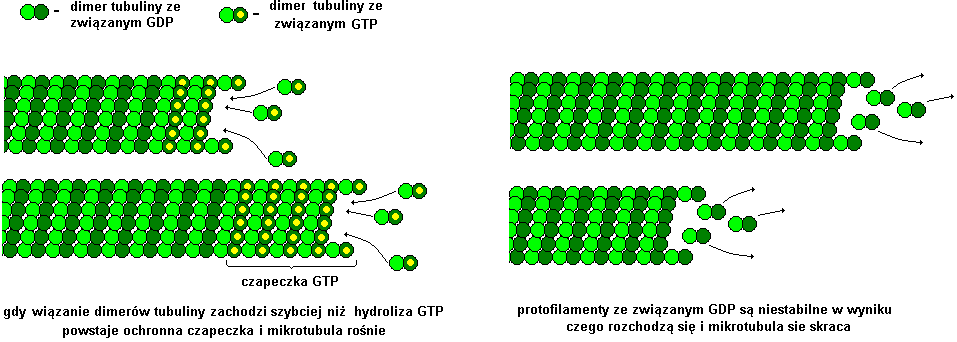 Tubulina dimer : α-tubulina i β-tubulina γ tubulina (w centrosomie) - punkt startowy do wzrostu mikrotubuli - spolaryzowanie protofilamentu nadaje polarność mikrotubul - polarność określa kierunek
