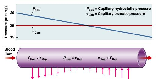 Filtracja i resorpcja FILTRACJA RESORPCJA P kap: 36 mmhg π kap: 25 mmhg P tk: 3 mmhg π tk: 10 mmhg ΔP: 36 3 = 33 mmhg Δπ : 25 10 = 15 mmhg P kap: