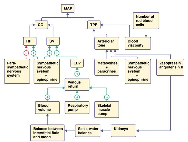 Regulacja układu krążenia Wszystkie ilustracje: MAP ciśnienie tętnicze TRP całkowity opór układu CO