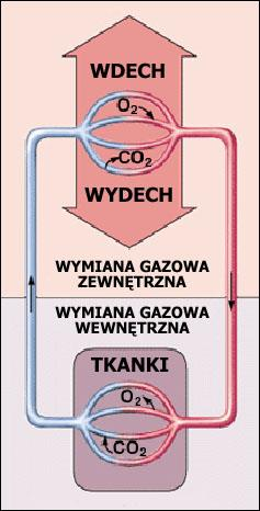 Etapy wymiany gazowej Przepływ powietrza przez powierzchnie respiracyjne (nabłonek oddechowy płuc) Dyfuzja gazów