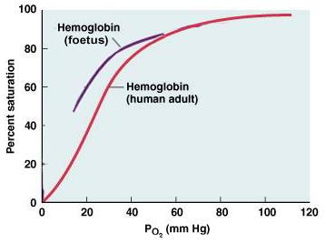 łańcuch globiny Hemoglobina