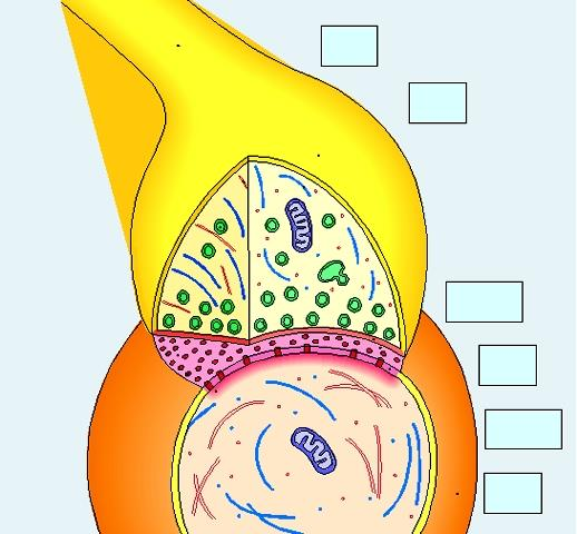 Synapsa chemiczna Neurony przeżywają tylko wtedy, gdy wytworzą połączenia synaptyczne Poprzez synapsy neurony przekazują sygnały za pośrednictwem cząsteczek sygnałowych - neurotransmiterów.