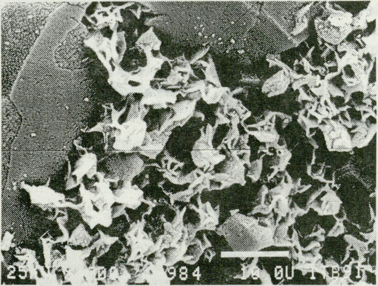 Obserwacje w skaningowym mikroskopie elektronowym (SEM) przeprowadzono na świeżych przełamach badanych próbek piaskowców, pokrytych uprzednio warstewką przewodzącego metalu (Au) w urządzeniu Fine