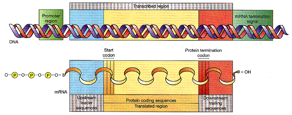 Klasyczne wyobrażenie genu fragment DNA, który koduje funkcjonalny