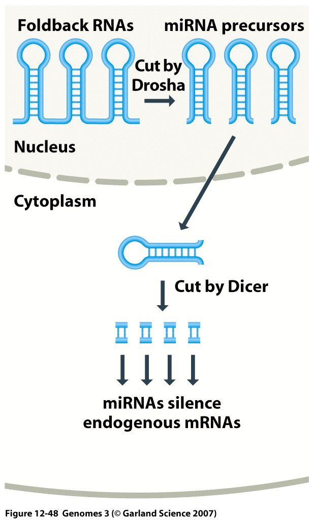 sirna a mirna sirna egzogenny dsrna