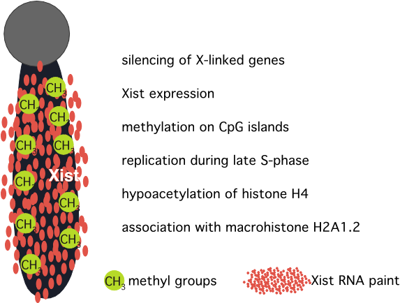 RNA też może modyfikowac ekspresję chromosomu 59