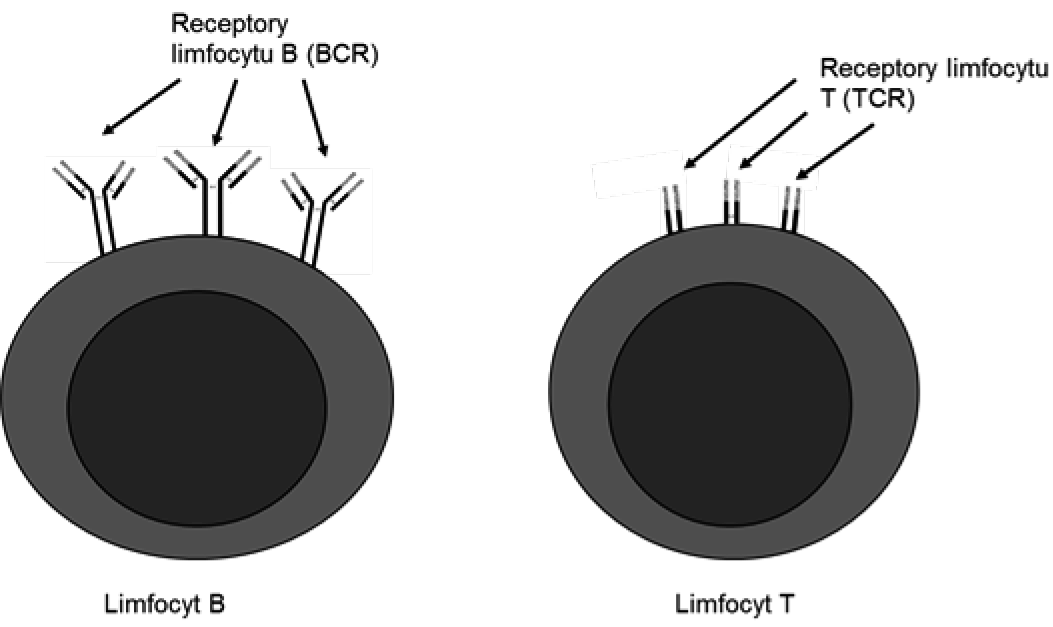 Od immunologii do modelowania, przetwarzania i analiz danych 201 przeciwciał i rozpoznają antygeny krążące w formie rozpuszczalnej. Natomiast limfocyty T mają receptory TCR (T cell receptors) (rys.
