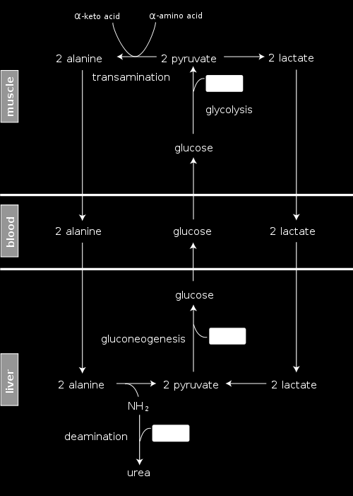 refeeding syndrome wstrząs wlew