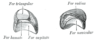 łopatka 3.