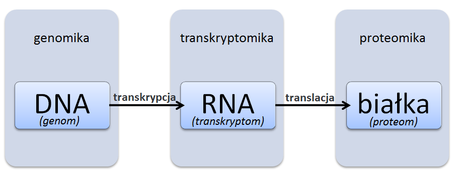 z etapem pośrednim, polegającym na transkrypcji DNA na RNA, można mówić także o trzecim poziomie informacji w komórce transkryptomie (RNA).