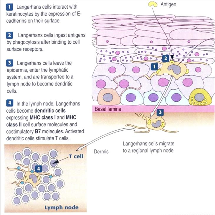 Układ SALT Skin Associated Lymphoid Tissue Keratynocyty Komórki Langerhansa Limfocyty T wykazujące