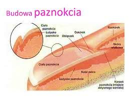 PAZNOKIEĆ Rogowe wytwory naskórka na