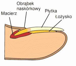 Skeratynizowana płytka paznokcia Macierz