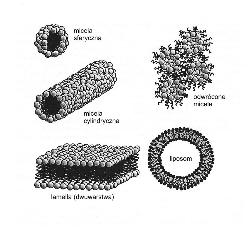 Rys.II.2.1. Przykłady agregatów surfaktantów (Physics and Chemistry of Interfaces, H.-J. Butt, M. Kappl, 2003 Wiley-VCH Verlag & Co.