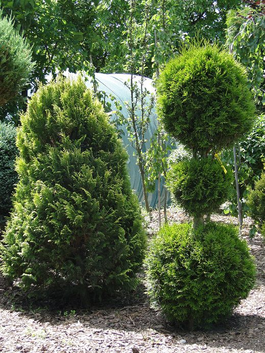 Cena 120,00 PLN SMARAD (Thuja occidentalis) Żywotnik formowany na