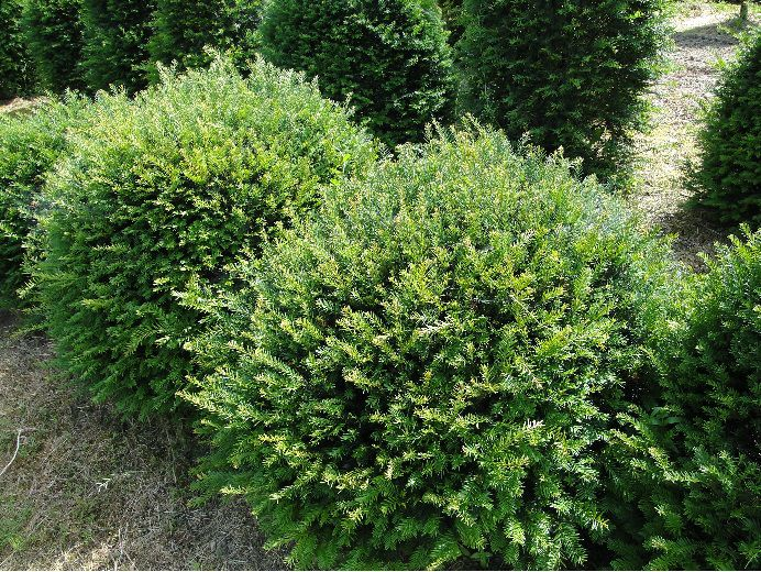 Wysokość 180 cm Cena 160 PLN Cis pospolity (Taxus baccata) W ofercie