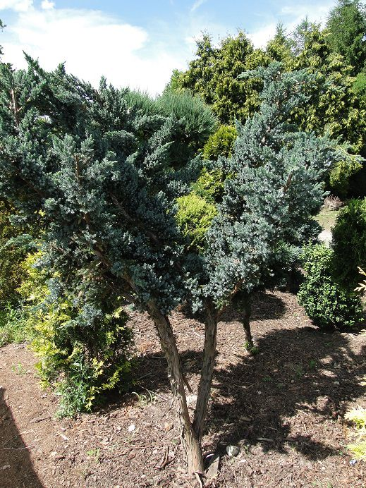 Cena od 150,00 PLN Jałowiec łuskowaty MEYERI (Juniperus squamata) Okazy o