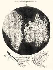 Komórkowa struktura korka (R. Hooke. "Micrographia", 1664). 1. 2. 3. 4. 5. 6.