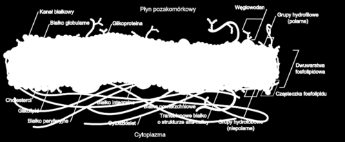 Tutaj: błona komórkowa (cytolemma, plasmolemma) jako selektywna bariera. 2.