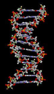 Fragment struktury DNA. Plik:Dollyscotland (crop).jpg Owca Dolly w Royal Museum of Scotland.