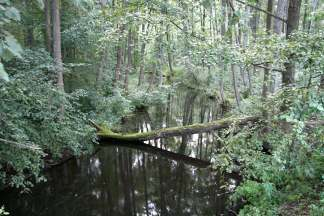 hydrologiczny) stan mokradeł zależnych od wód podziemnych (brak procesów degradacyjnych) jest