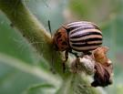 Fauna lądowa: owady Bioindykacyjne znaczenie owadów z rodziny stonkowatych (ocena szybkości negatywnych zmian zachodzących w zgrupowaniach owadów poddawanych antropopresji na obszarach miejskich i
