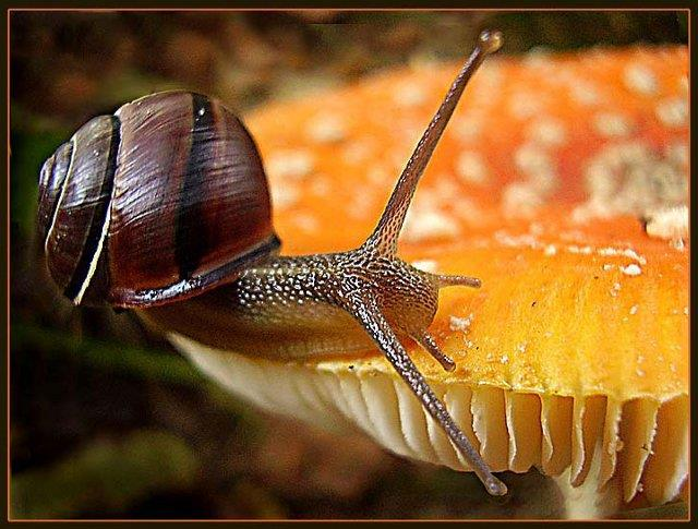 Fauna lądowa: mięczaki Specyfika żywienia ślimaków lądowych w warunkach laboratoryjnych i hodowlanych