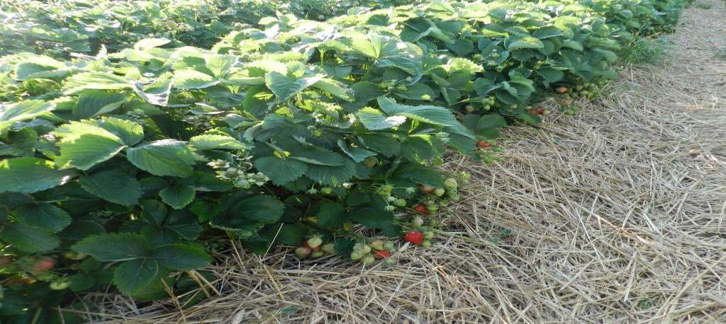 Zastosowanie i Zalety Pegas Agro 50g czarna w uprawie truskawki Ściółkowanie (mulczowanie)gleby na plantacjach optymalne warunki cieplne i wilgotnosciowe w strefie systemu korzeniowego,