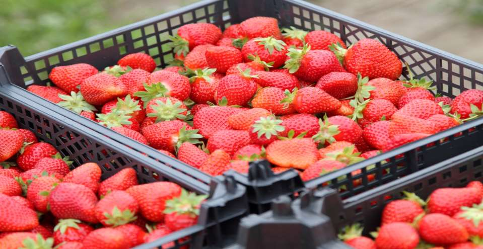 Zastosowanie i Zalety Pegas Agro 50g czarna w uprawie truskawki Ściółkowanie