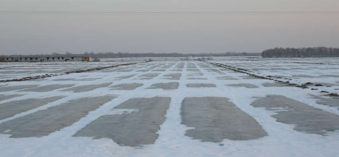 Zalety okrywania truskawki na zimę PEGAS AGRO 23 g.