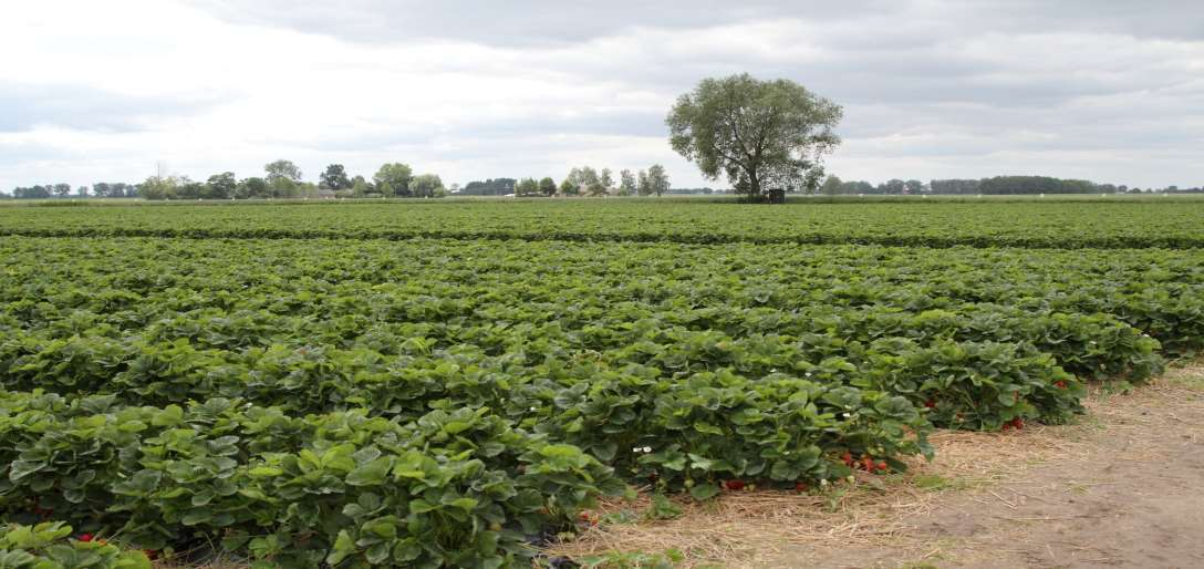 Zalety okrywania truskawki na zimę PEGAS AGRO 23g.