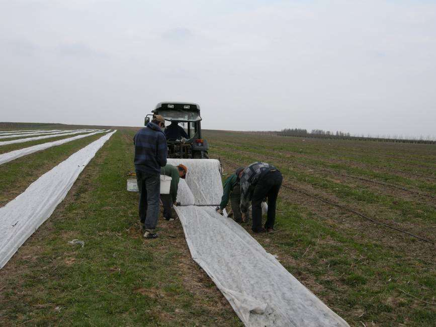 Rozwijanie agrowłókniny na płasko na plantacji maliny powtarzającej Zalecany