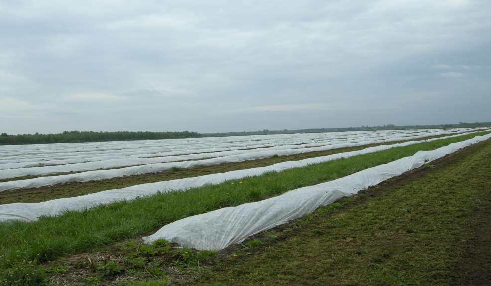 Rzędy na plantacji maliny powtarzającej,