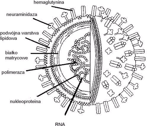 Przeciw grypie Podjednostkowa - zawiera podjednostki hemaglutyniny i