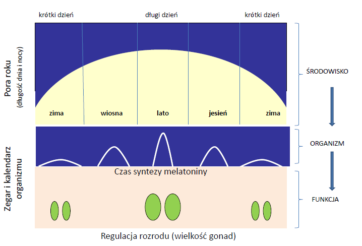 Melatonina zegar i