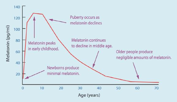 Dojrzewanie - początek spadku zawartości melatoniny Szczyt w dzieciństwie Śladowe ilości u