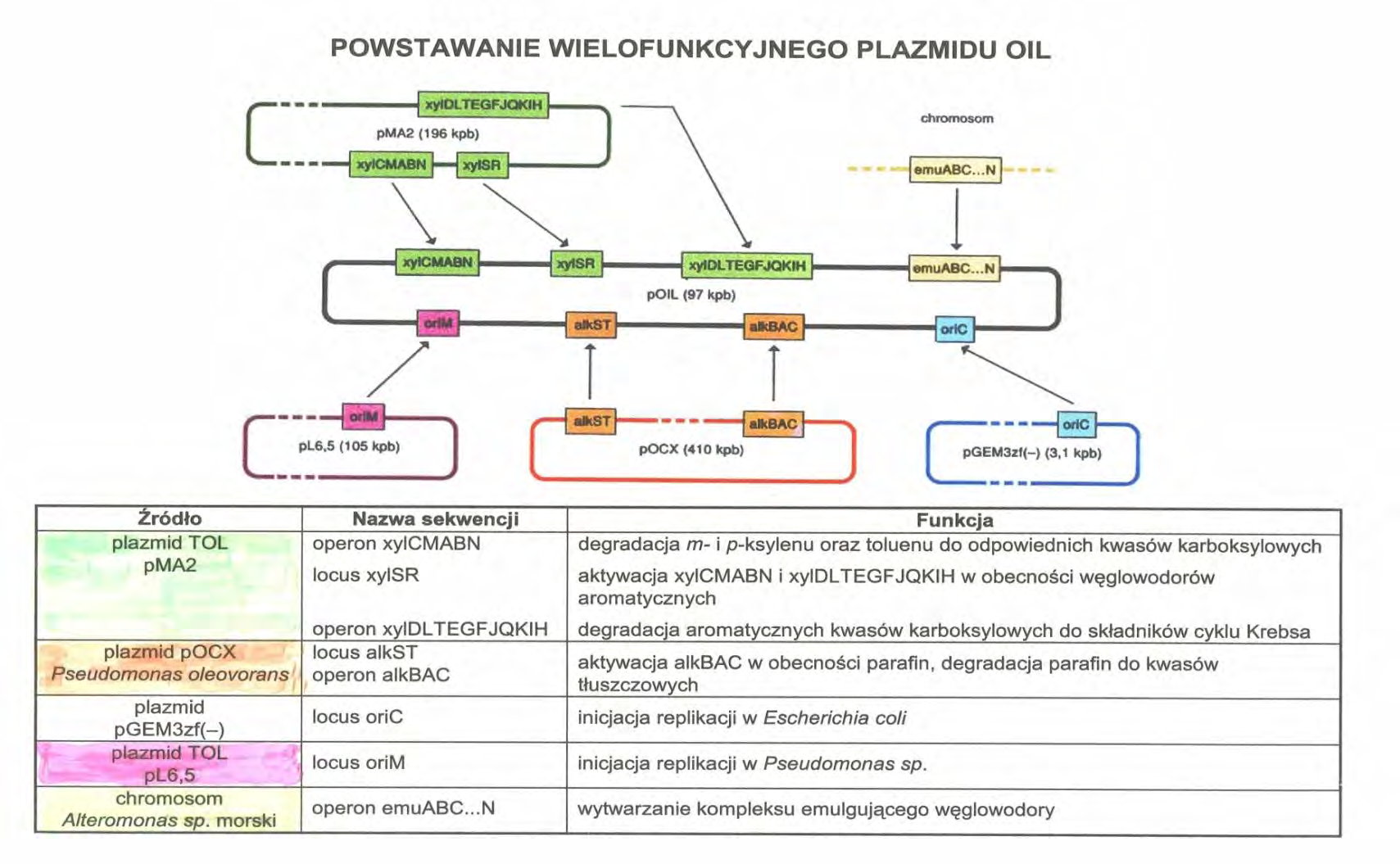 Plazmid warunkujący