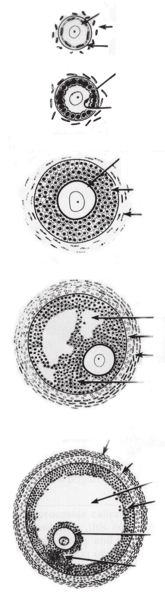 236 Rozdział 19 pęcherzyk pierwotn otny oocyt komórka zrębu komórki pęcherzykowe powstająca błona przejrzysta pęcherzyki wzrastające błona przejrzysta warstwa ziarnista powstająca osłonka pęcherzyka