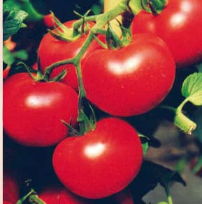 Owoce mają bardzo atrakcyjny, czerwony kolor z połyskiem i mogą być zbierane całymi gronami lub pojedynczo.