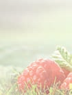 Czerwone owoce maliny są bogate w ochronne antyoksydanty i energetyzującą witaminę C.