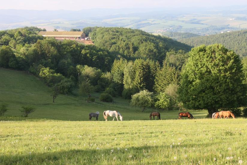 Obr. č. 43: Ilustrační obrázek krajina Horňácka 4.3 Prioritní oblasti Při zpracování strategie je nezbytné vycházet ze současného stavu a úrovně služeb nabízených v hipoproduktu.