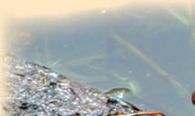Żaba trawna Skóra płazów jest delikatna, pokryta jedynie cienką, zrogowaciałą