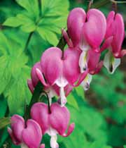 (Dicentra) Spectabilis Alba (1