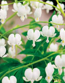 (Dicentra) Spectabilis (1 szt.