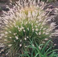 Rozplenica japońska (pannisetum) Hameln