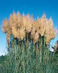 Miskant (Miscanthus) Zebrinus Strictus